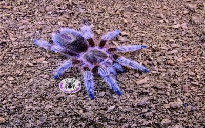 grammostola rosea RCF MALE tarantula 7-8 CM 